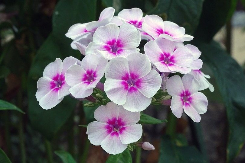 phlox flower