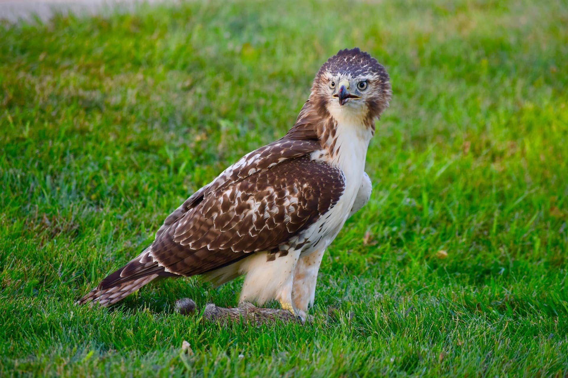 What Do Red-Tailed Hawks Eat? - Optics Mag