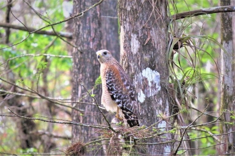 Do Hawks Eat Birds? How Do Hawks Kill Other Birds? Optics Mag