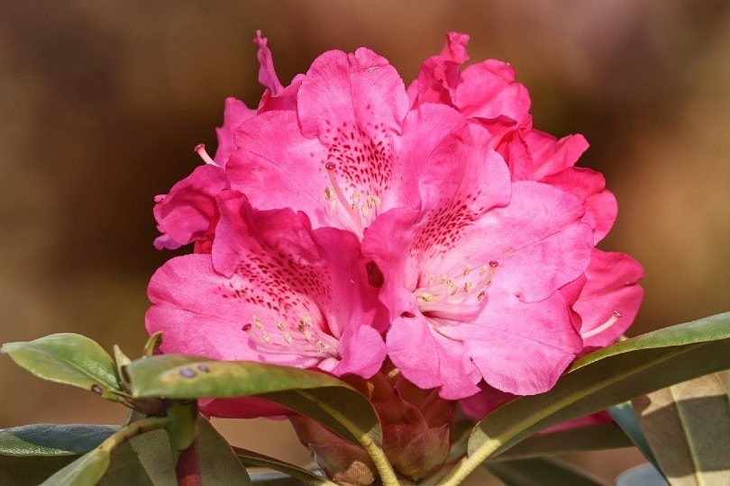 rhododendron pink flower