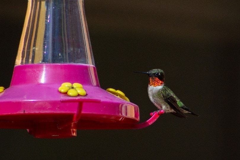ruby throated hummingbird on hummingbird feeder