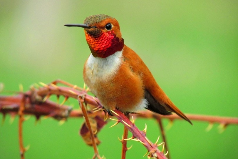 rufuous hummingbird close up