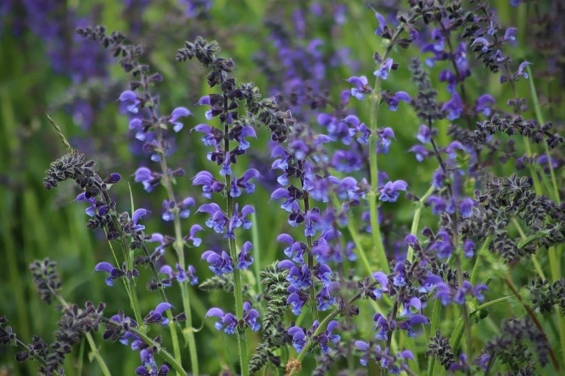 salvia flower