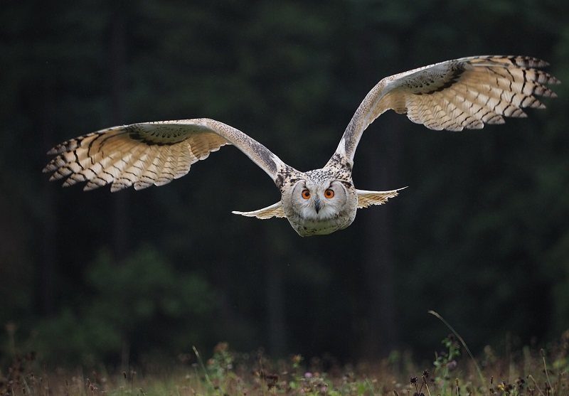 siberian owl in flight