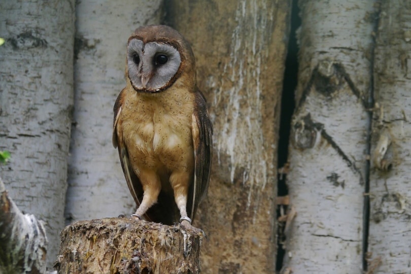 silver barn owl standing on tree stump