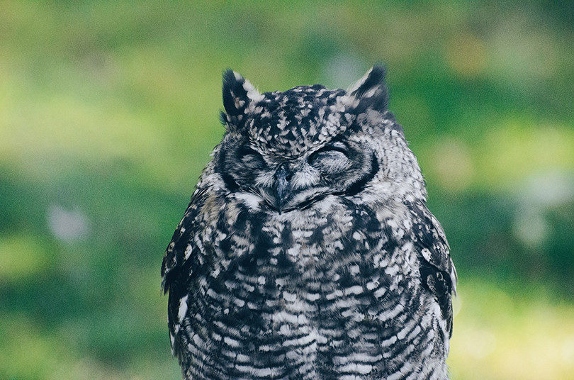 How Do Owls Sleep & Where Do They Sleep? - Optics Mag