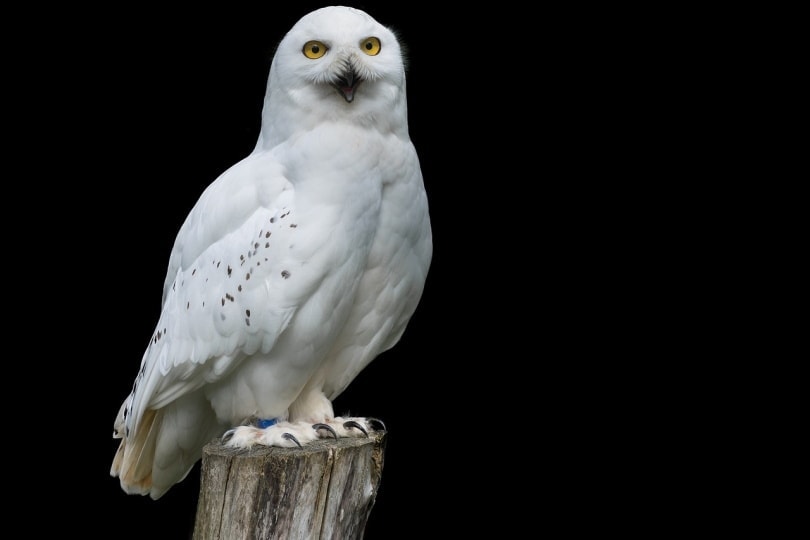 snow owl sitting on a tree