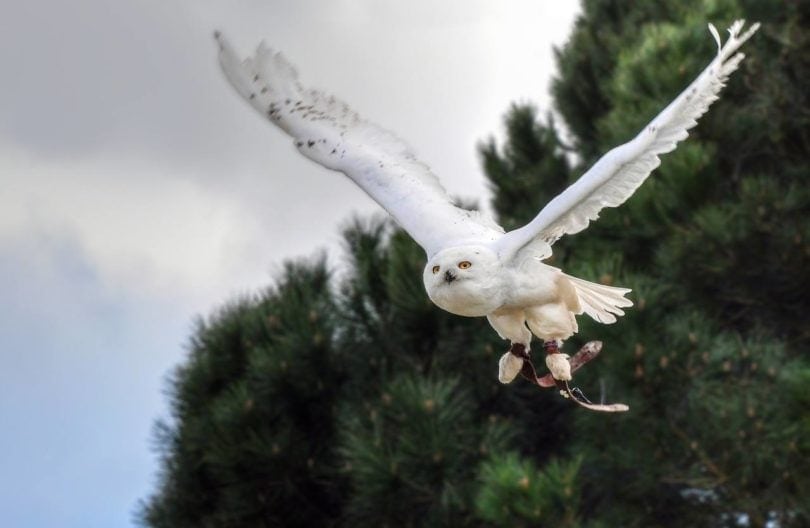 snowy owl flying