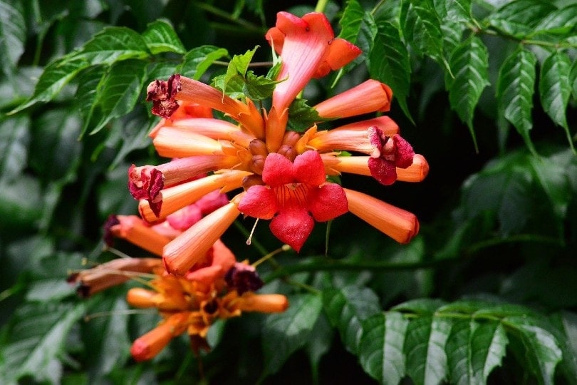 trumpet vine