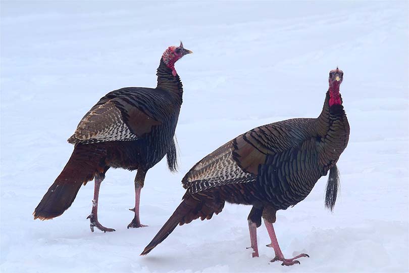 Two Wild Turkey
