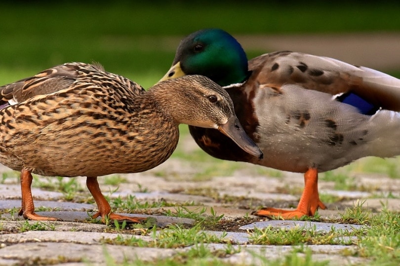 two mallard ducks facing each other