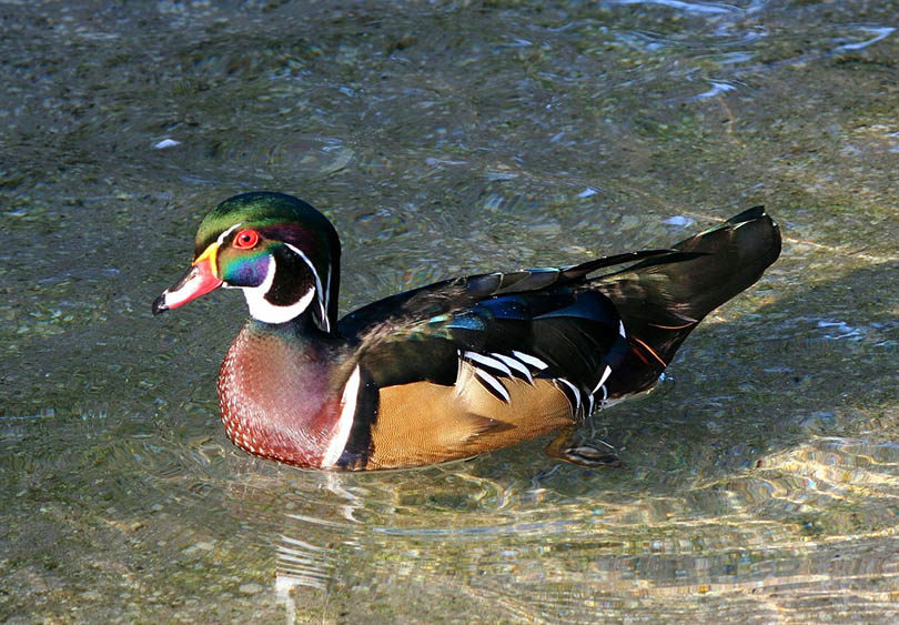 7 Ducks With Green Heads (With Pictures for Identification) Optics Mag