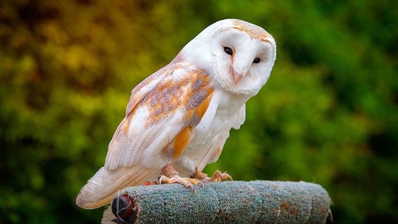 barn owl standing still 