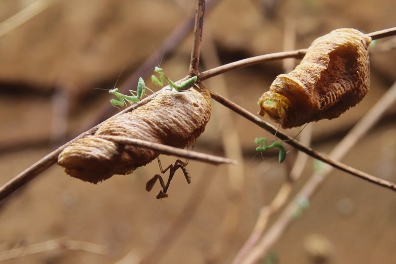 african praying mantis on sticks