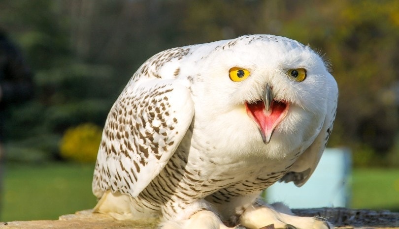angry snowy owl