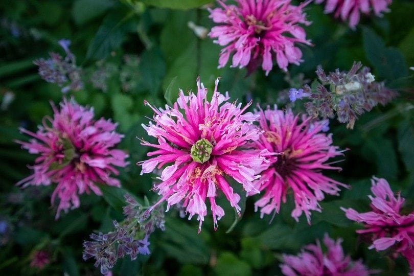 bee balm flower