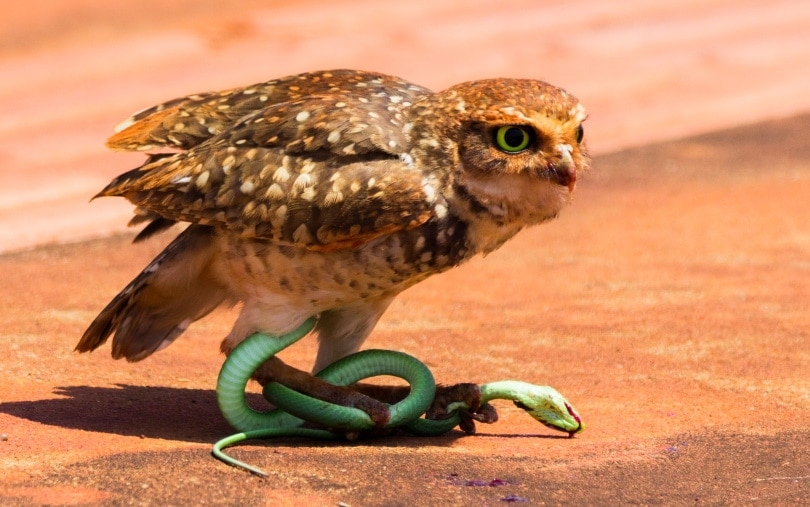 burrowing owl and green snake
