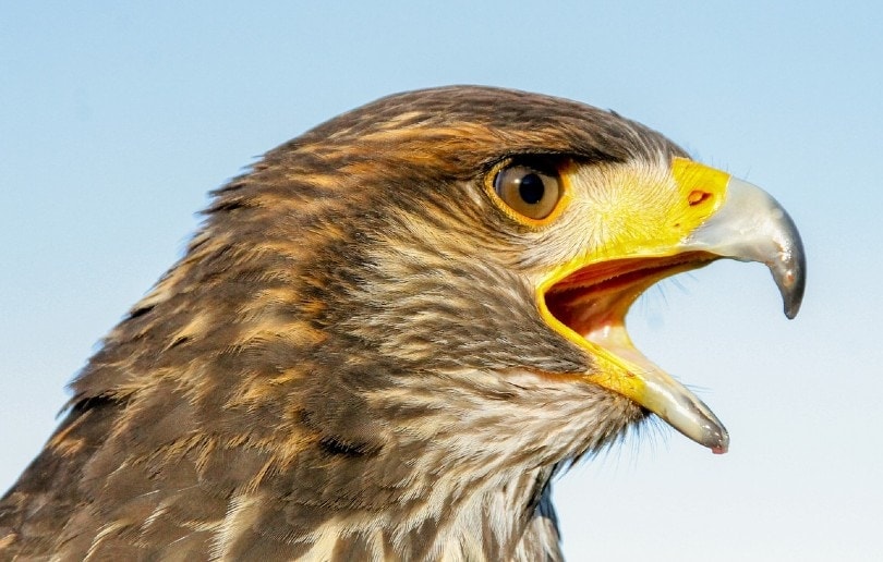 Why Do Hawks Screech? 5 Reasons for This Behavior Optics Mag
