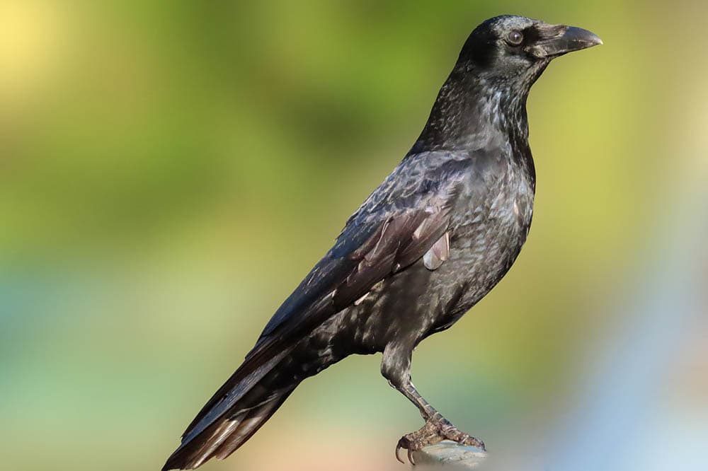 crow-bird-9616260
