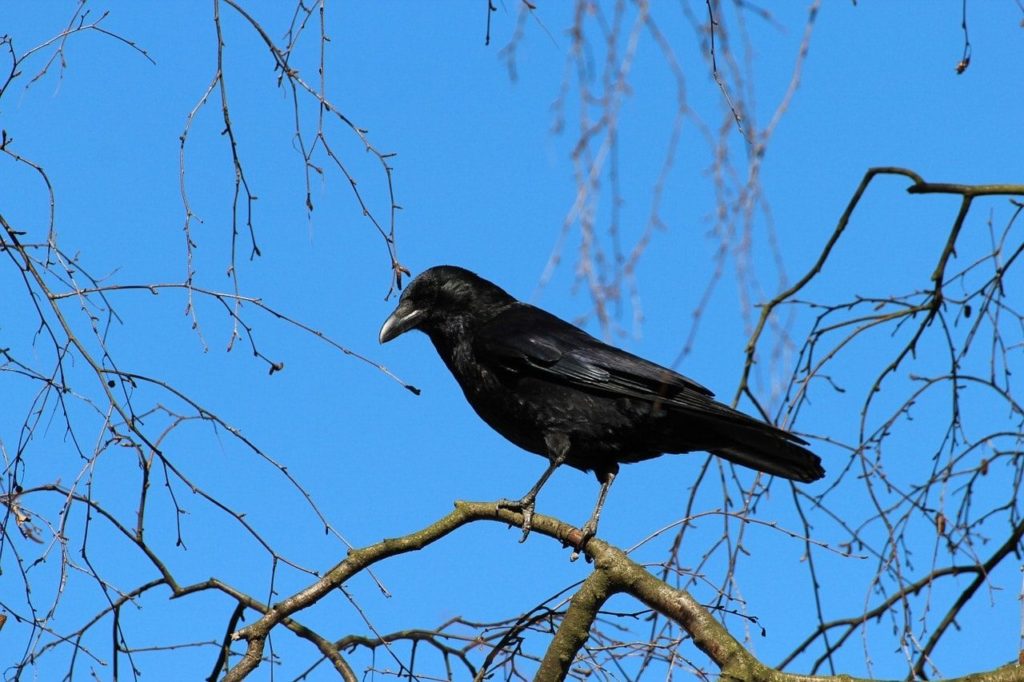 black crow in tree