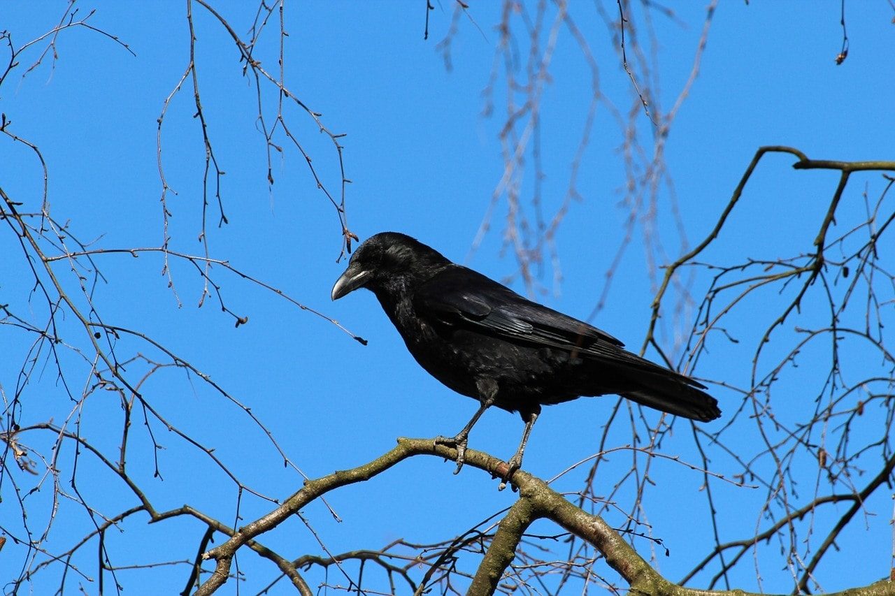 Crow In The Tree 9861624 
