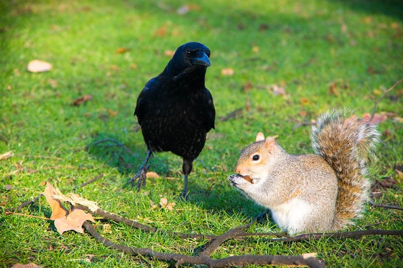 crow staring at squirrel eating nut