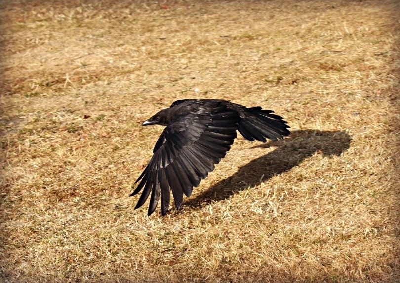 crow flying low over dead grass