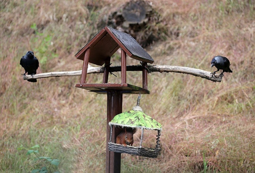 crows and squirrel at a bird feeder
