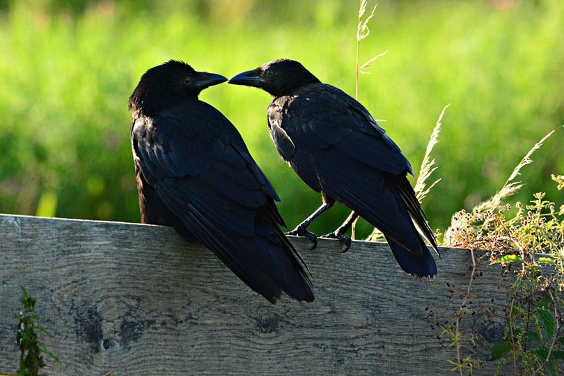 two crows perched on fence