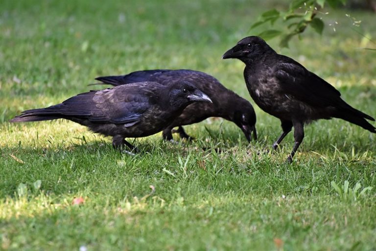 Do Crows Mate for Life? Fun Crow Mating Facts! Optics Mag