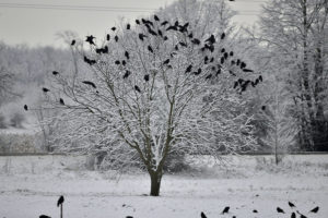 Do Crows Migrate? Where Do They Go in Winter? - Optics Mag