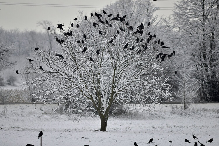 crows resting in tree in winter