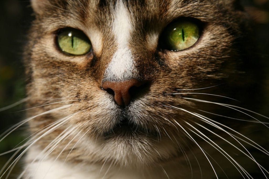 domestic house cat close up