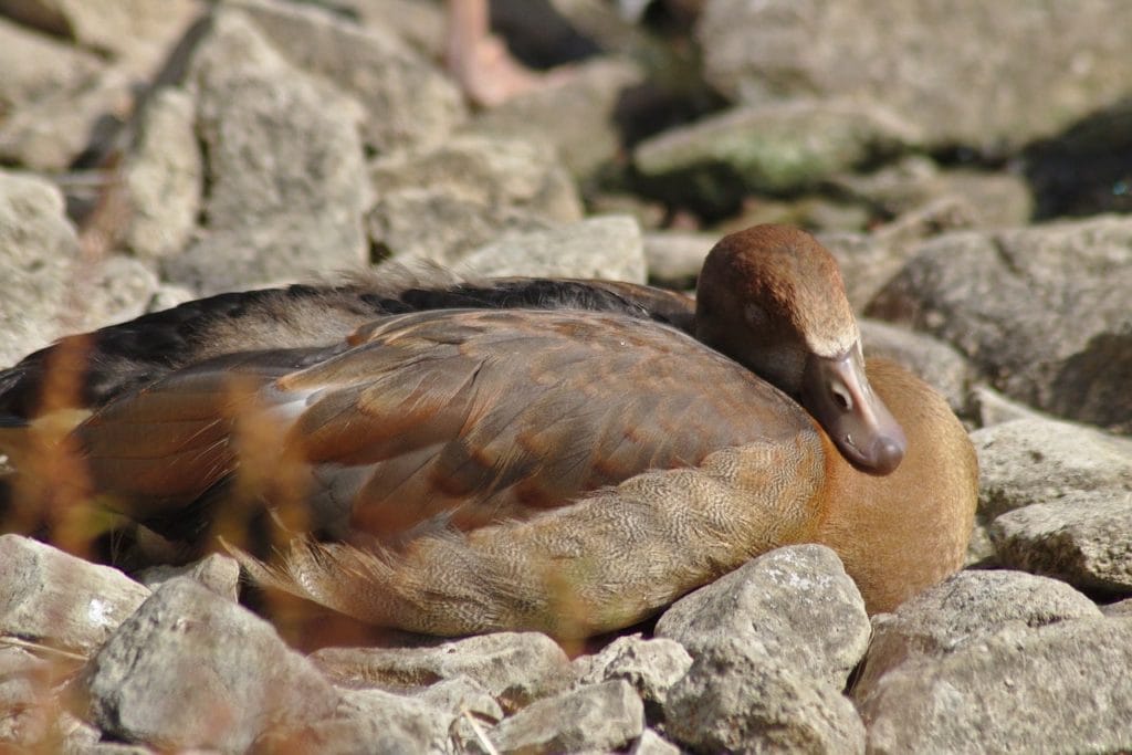 Where Do Ducks Sleep? How Do They Decide? Optics Mag