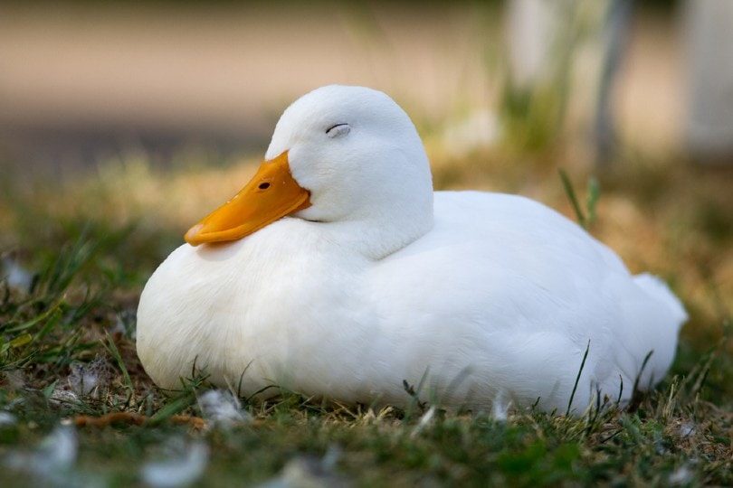duck-sleeping-on-grass