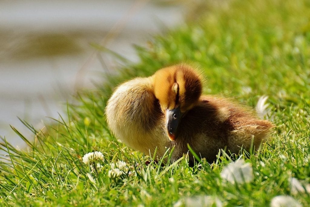 Duckling Sleeping On Grass 8413145 1024x683 
