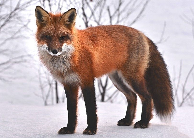 fox standing in snow