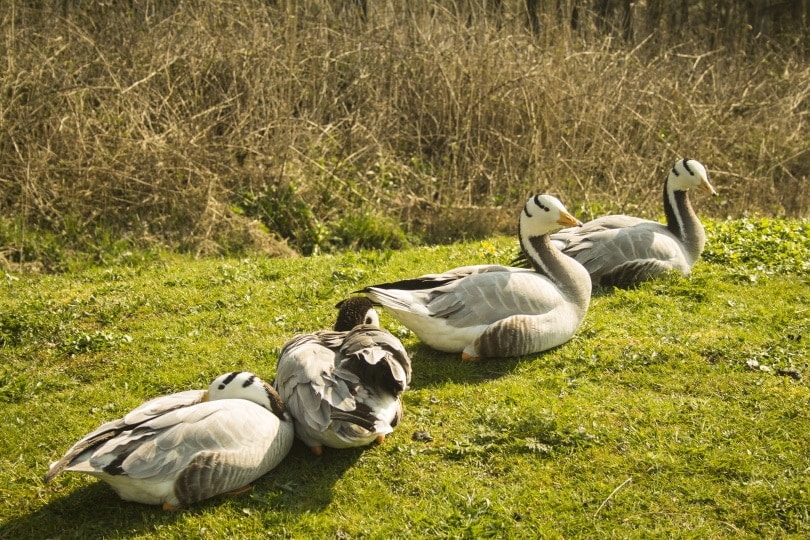 geese-on-the-grass_piqsels-8453121