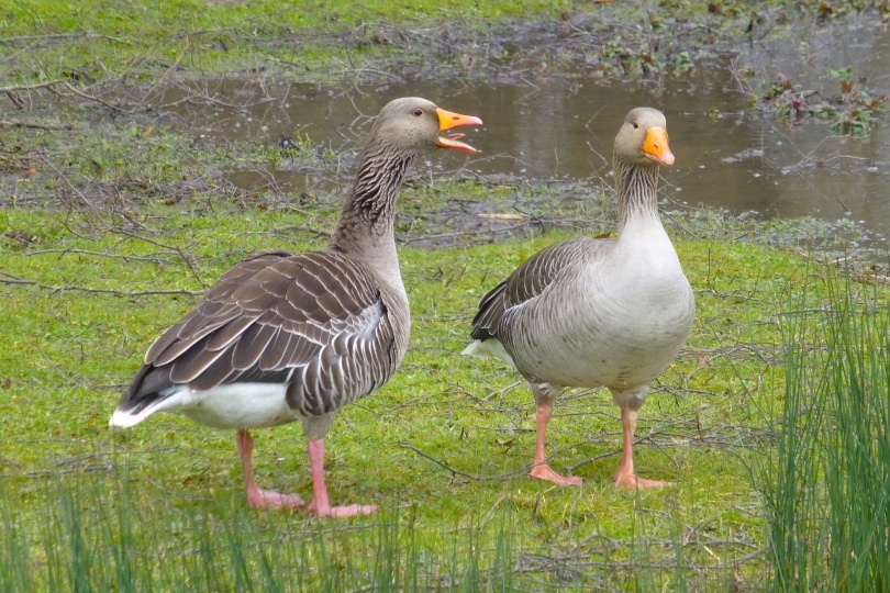 geese standing on grass