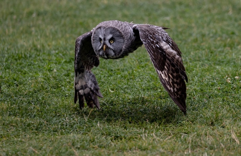 will owls attack dogs