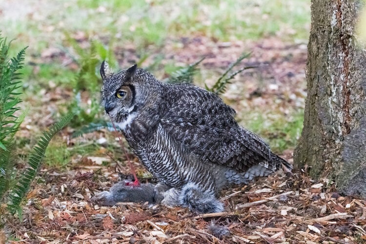great horned owl eating squirrel