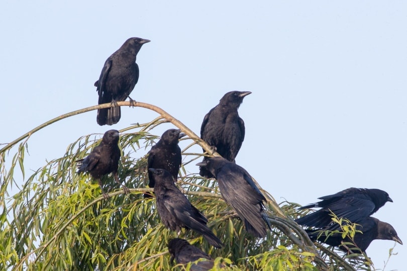 group on crow on top of tree