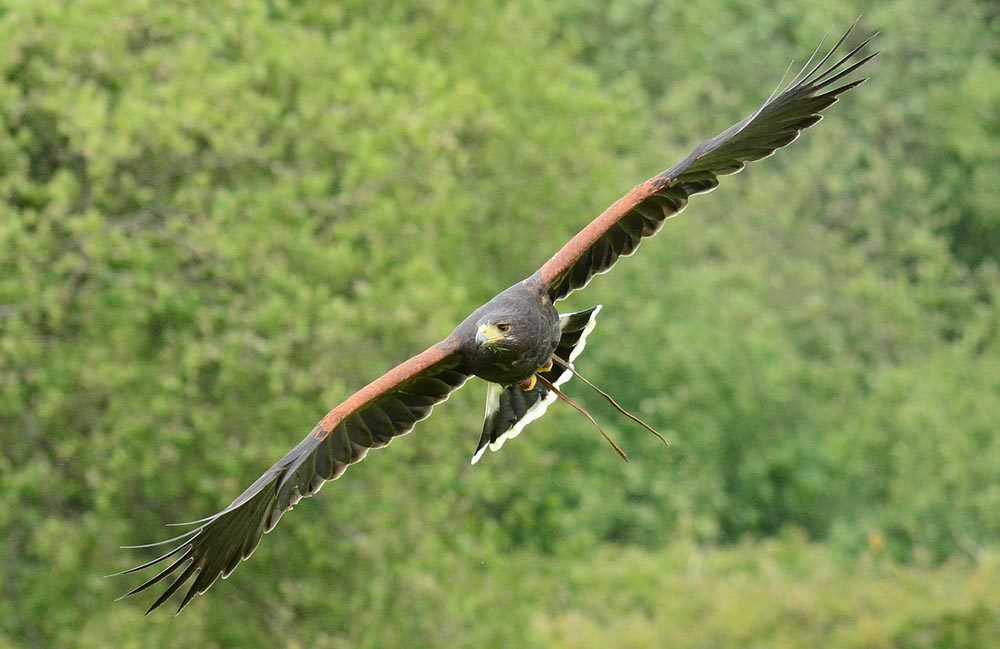 harris hawk flying to hunt