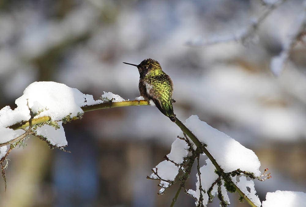 hummingbird during winter on branch