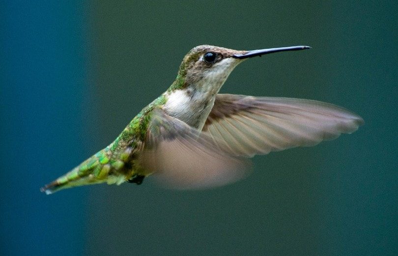 hummingbird flapping wings