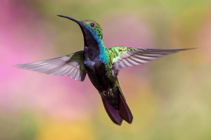 How Fast Do Hummingbirds Fly & Flap Their Wings? Optics Mag