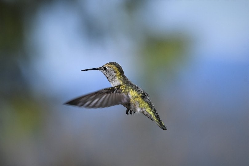 hummingbird flying isolated from background