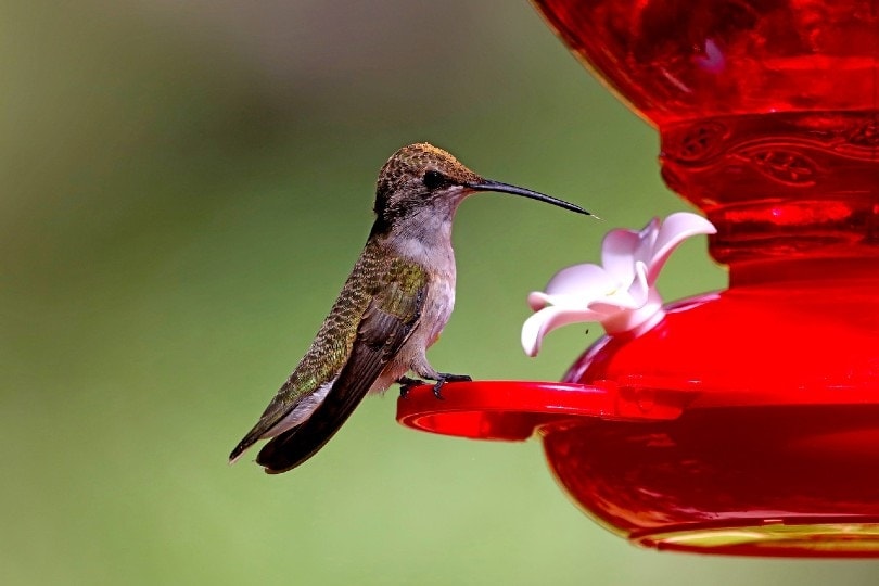 hummingbird standing on red feeder