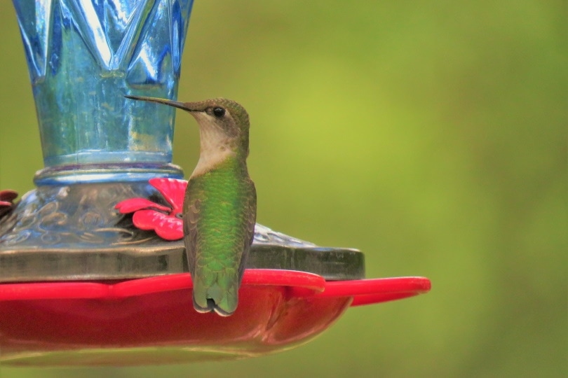 green hummingbird perching on red feeder