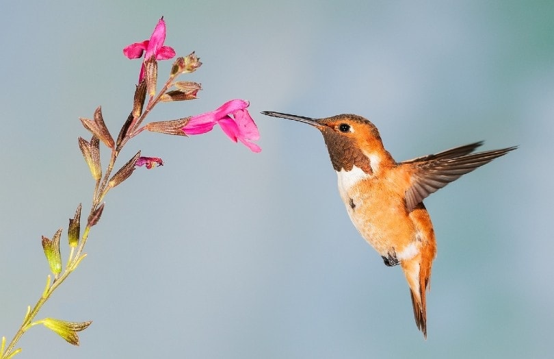 hummingbird sipping nectar from a flower